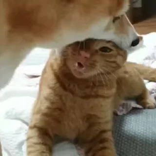 😘