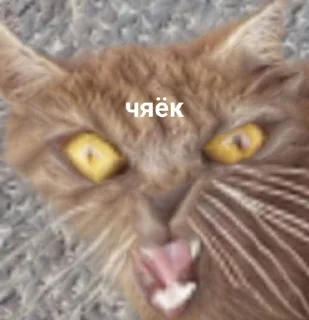 🍵