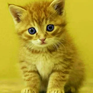 😺