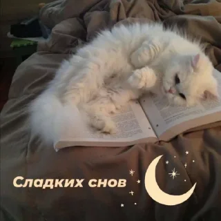 🌙