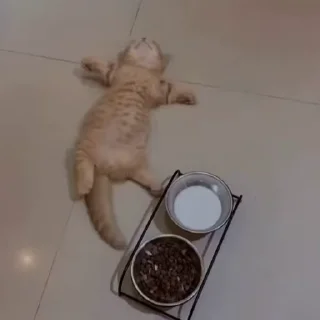 🐾