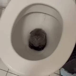 🐈