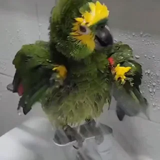 🤩