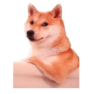🐶