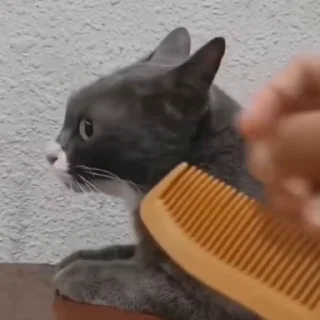 🐈