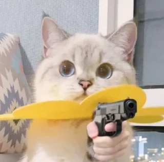 🐱