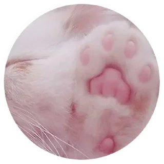 😼