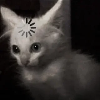 🐈‍⬛