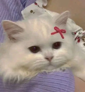 🥺
