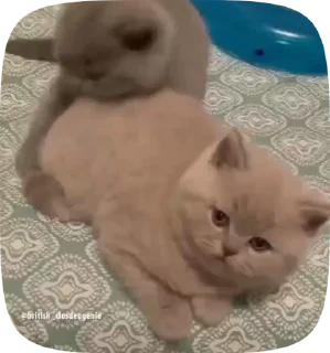 😡