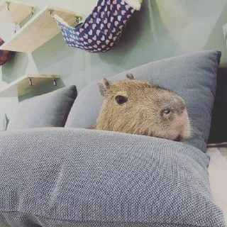🙈