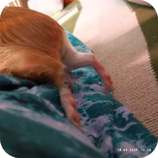 🐶