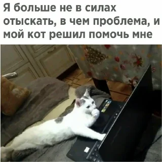 😼