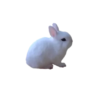 🐱