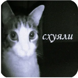 🐱