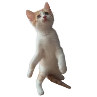 🐈