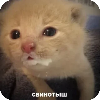 🐱