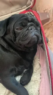 🤩