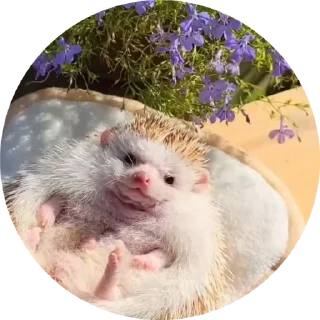🦔