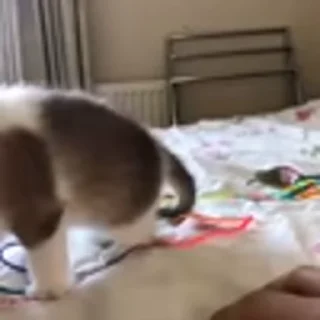 🐈‍⬛