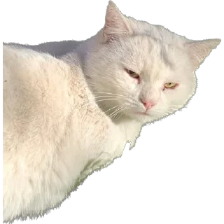 😼
