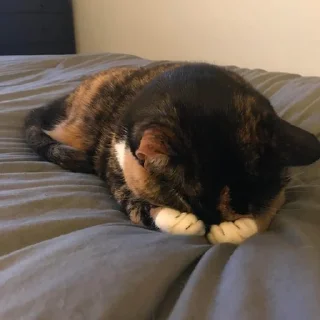 🐈