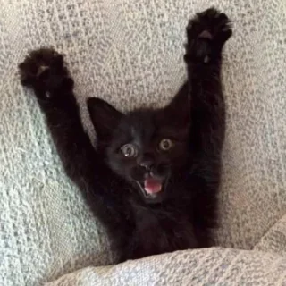 😺