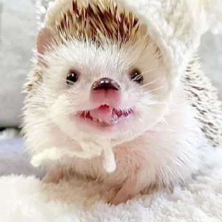 🦔