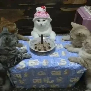 🎉