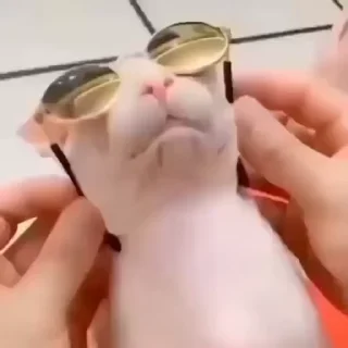 😎