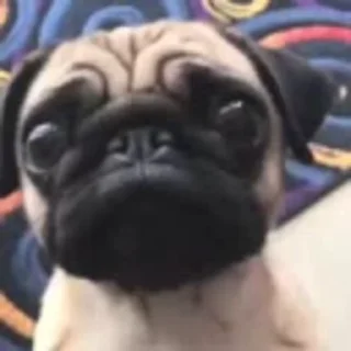 🐶