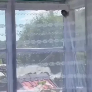 🐈