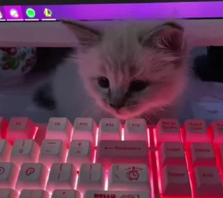 😺