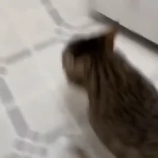 🐈