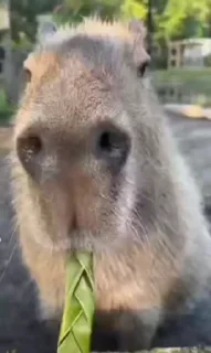 Animals Videomemes @stickersb2b
