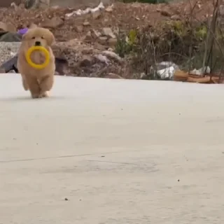 🐩