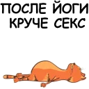 🐱