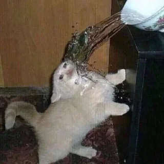 🥺