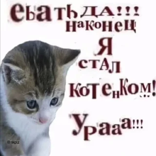 😼
