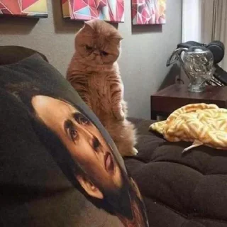🙀