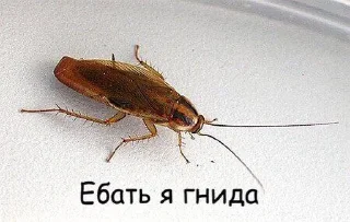 🐛