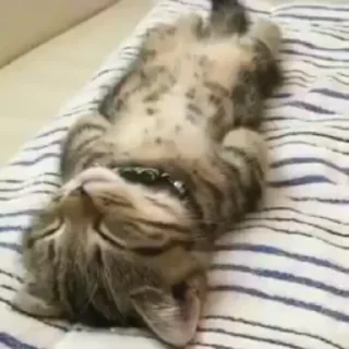😺