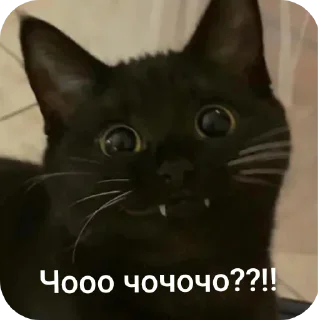 🐱