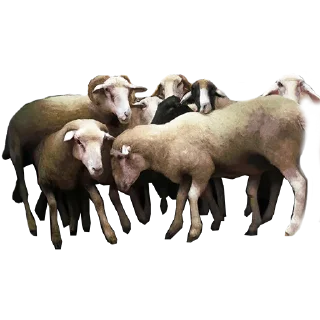 🐑