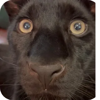 🐱