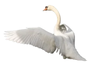 🦢