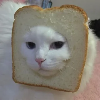 kucing @kimyounghoonn