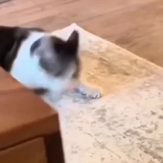 🐈