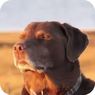 🐶