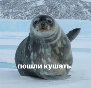 🍽️